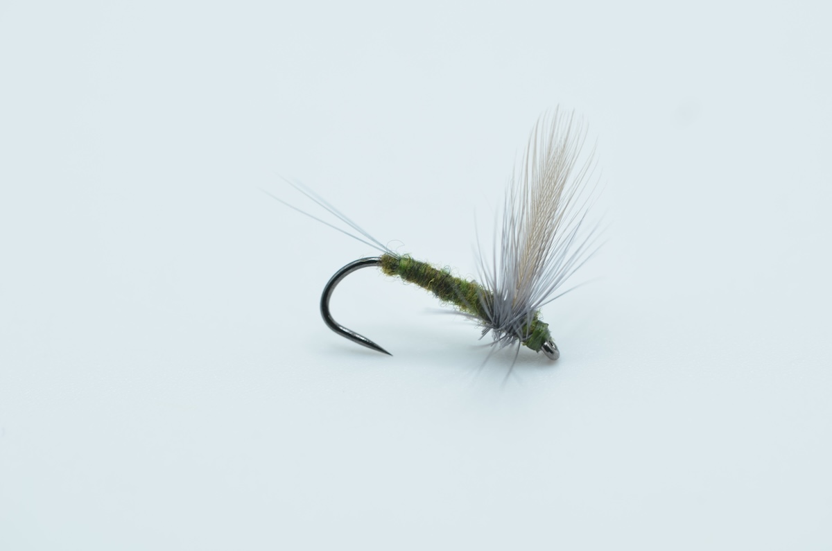 BWO Thorax